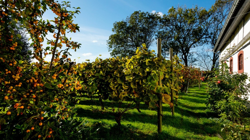 Alstrup_Fotograf_Jeanette_Phillipsen_VisitSamsø012